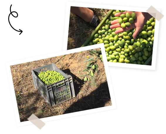Filière olives Menguy's